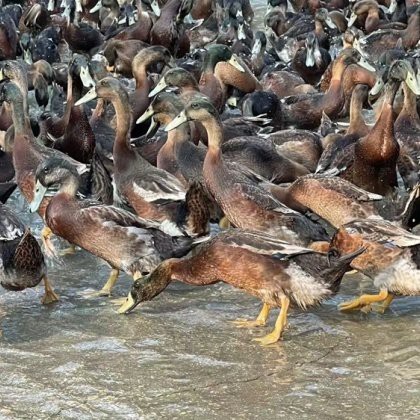 水鴨價格多少錢一斤【水鴨價格趨勢分析】