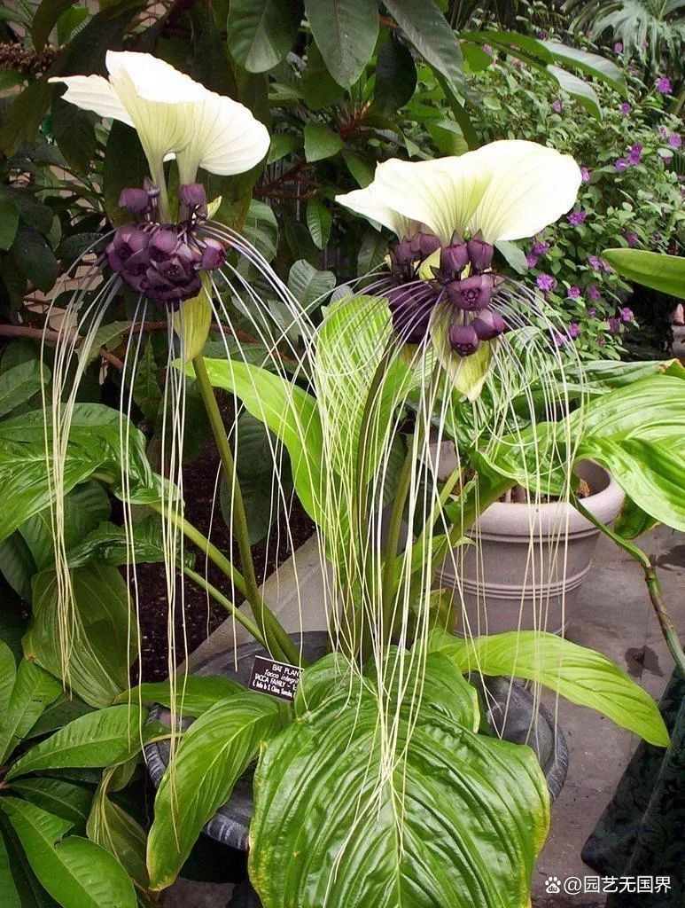 全100種類異形花【100種異形花卉挑戰(zhàn)著人類的色彩斑斕的異形花卉】