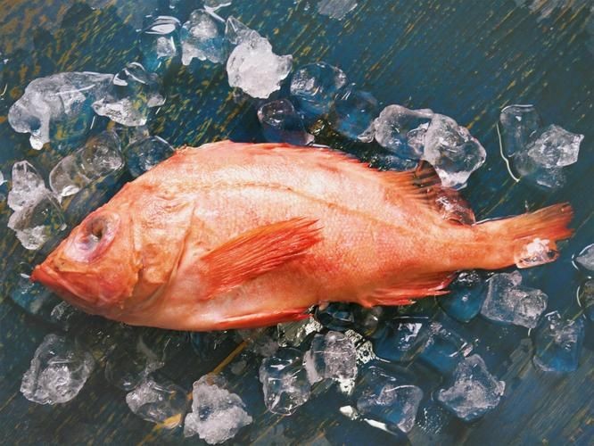 紅魚圖片大全大圖【紅魚圖片大全】 紅魚圖片大全大圖【紅魚圖片大全】 龍魚論壇 第1張