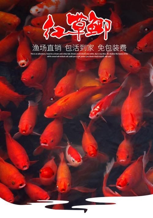 紅魚圖片大全大圖【紅魚圖片大全】 紅魚圖片大全大圖【紅魚圖片大全】 龍魚論壇 第6張