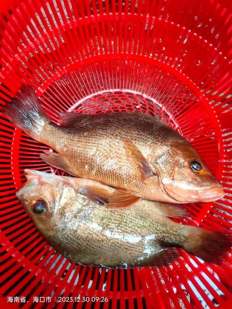 紅魚圖片大全大圖【紅魚圖片大全】 紅魚圖片大全大圖【紅魚圖片大全】 龍魚論壇 第9張