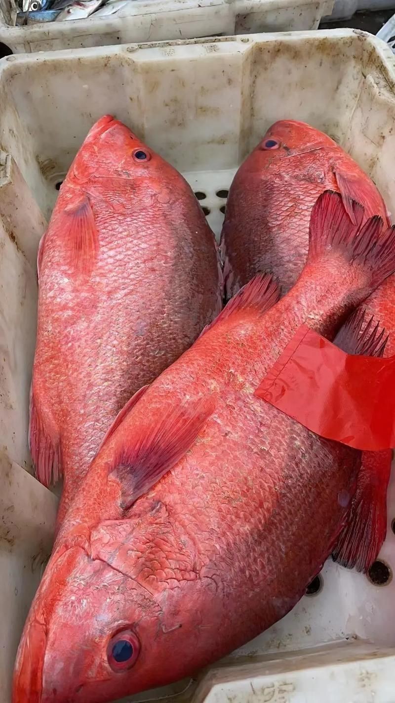 紅魚圖片大全大圖【紅魚圖片大全】 紅魚圖片大全大圖【紅魚圖片大全】 龍魚論壇 第13張
