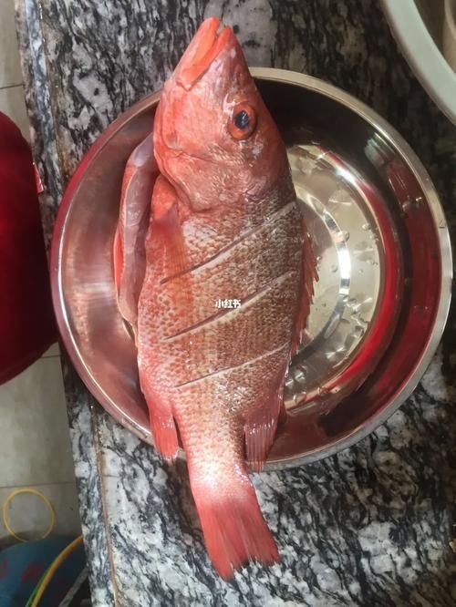 紅魚圖片大全大圖【紅魚圖片大全】 紅魚圖片大全大圖【紅魚圖片大全】 龍魚論壇 第14張