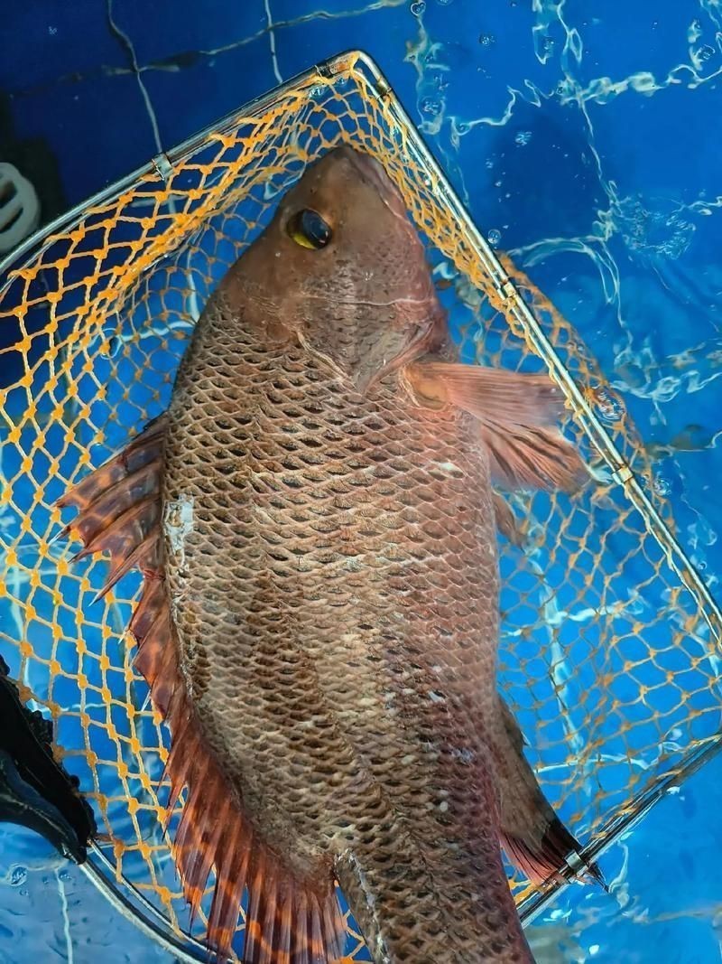 紅魚圖片大全大圖【紅魚圖片大全】 紅魚圖片大全大圖【紅魚圖片大全】 龍魚論壇 第19張