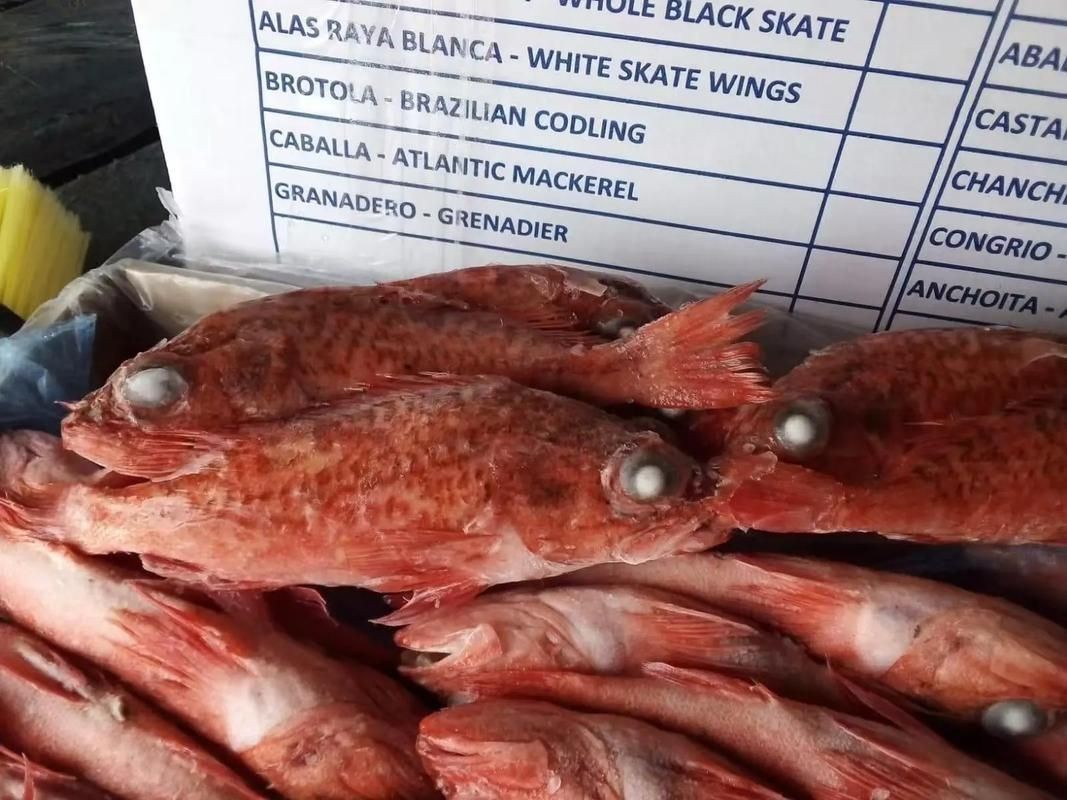 紅魚圖片大全大圖【紅魚圖片大全】 紅魚圖片大全大圖【紅魚圖片大全】 龍魚論壇 第26張