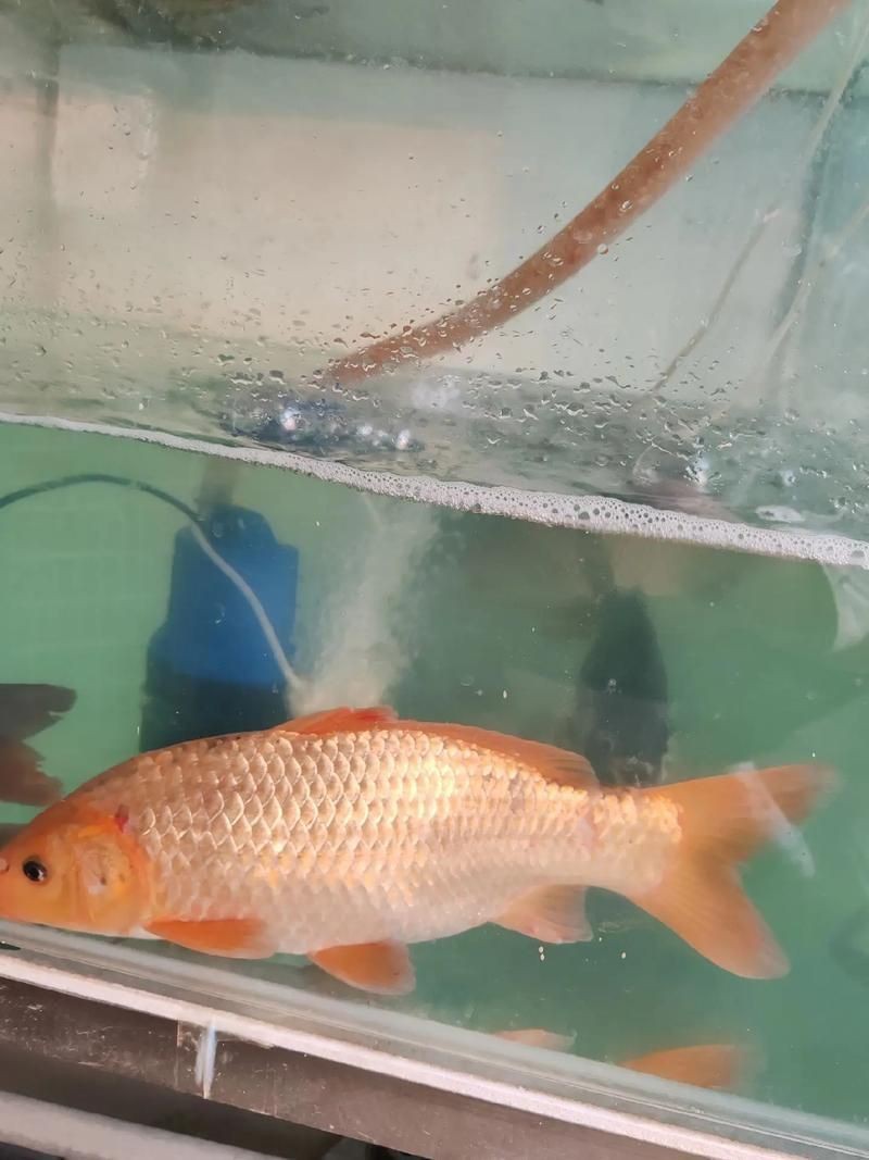 紅魚圖片大全大圖【紅魚圖片大全】 紅魚圖片大全大圖【紅魚圖片大全】 龍魚論壇 第22張