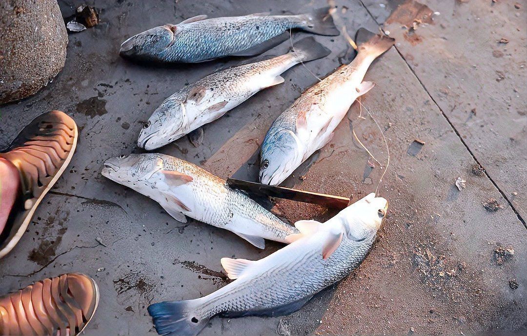 紅魚圖片大全大圖【紅魚圖片大全】 紅魚圖片大全大圖【紅魚圖片大全】 龍魚論壇 第30張