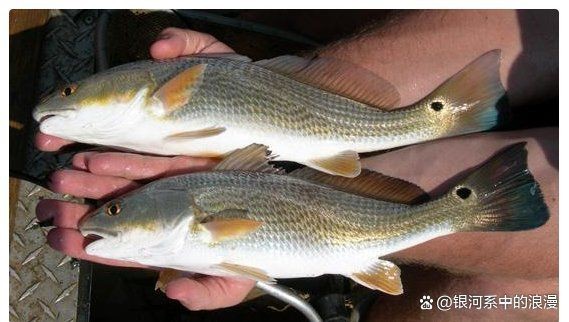 紅魚圖片大全大圖【紅魚圖片大全】 紅魚圖片大全大圖【紅魚圖片大全】 龍魚論壇 第28張