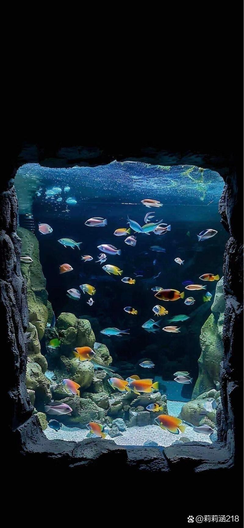 龍魚動(dòng)態(tài)手機(jī)壁紙【龍魚動(dòng)態(tài)動(dòng)態(tài)手機(jī)壁紙】