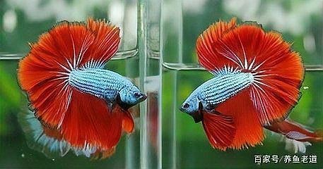 哪些觀賞魚自愈能力較強？【養(yǎng)魚老道觀賞魚自愈能力探秘】