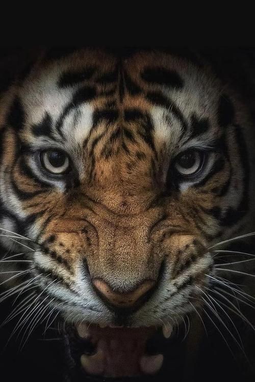 老虎壁紙【“老虎壁紙”展開，極具魅力與力量感的猛獸為主題】