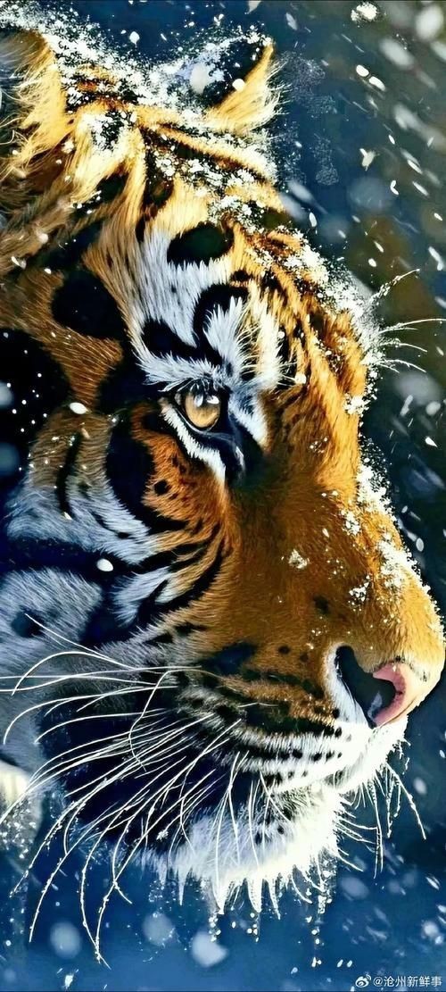 老虎壁紙【“老虎壁紙”展開，極具魅力與力量感的猛獸為主題】