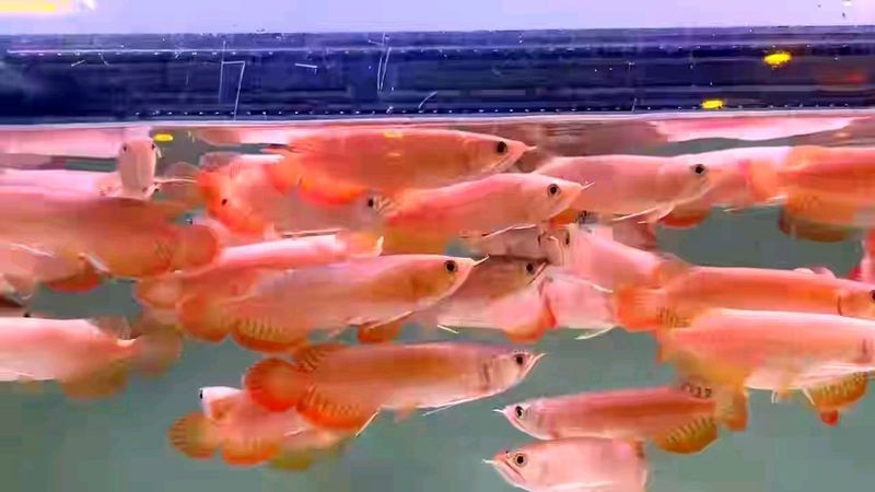 泗水紅龍魚的市場價格如何？【泗水紅龍魚多少錢一斤愛采購觀賞魚金龍魚多少錢一斤愛采購】