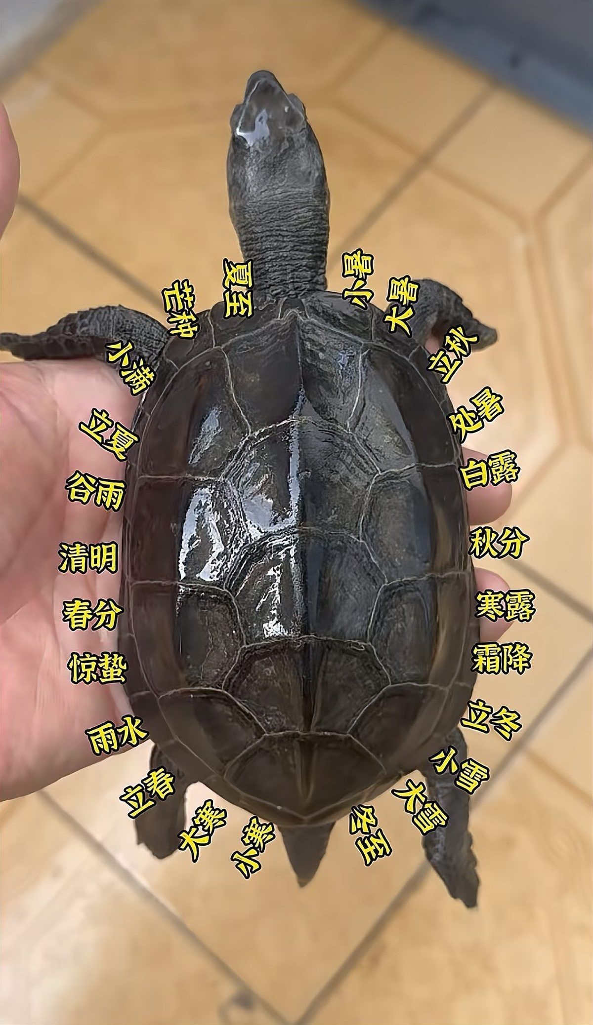 曾仕強說烏龜不能隨便養【烏龜不能隨便養】