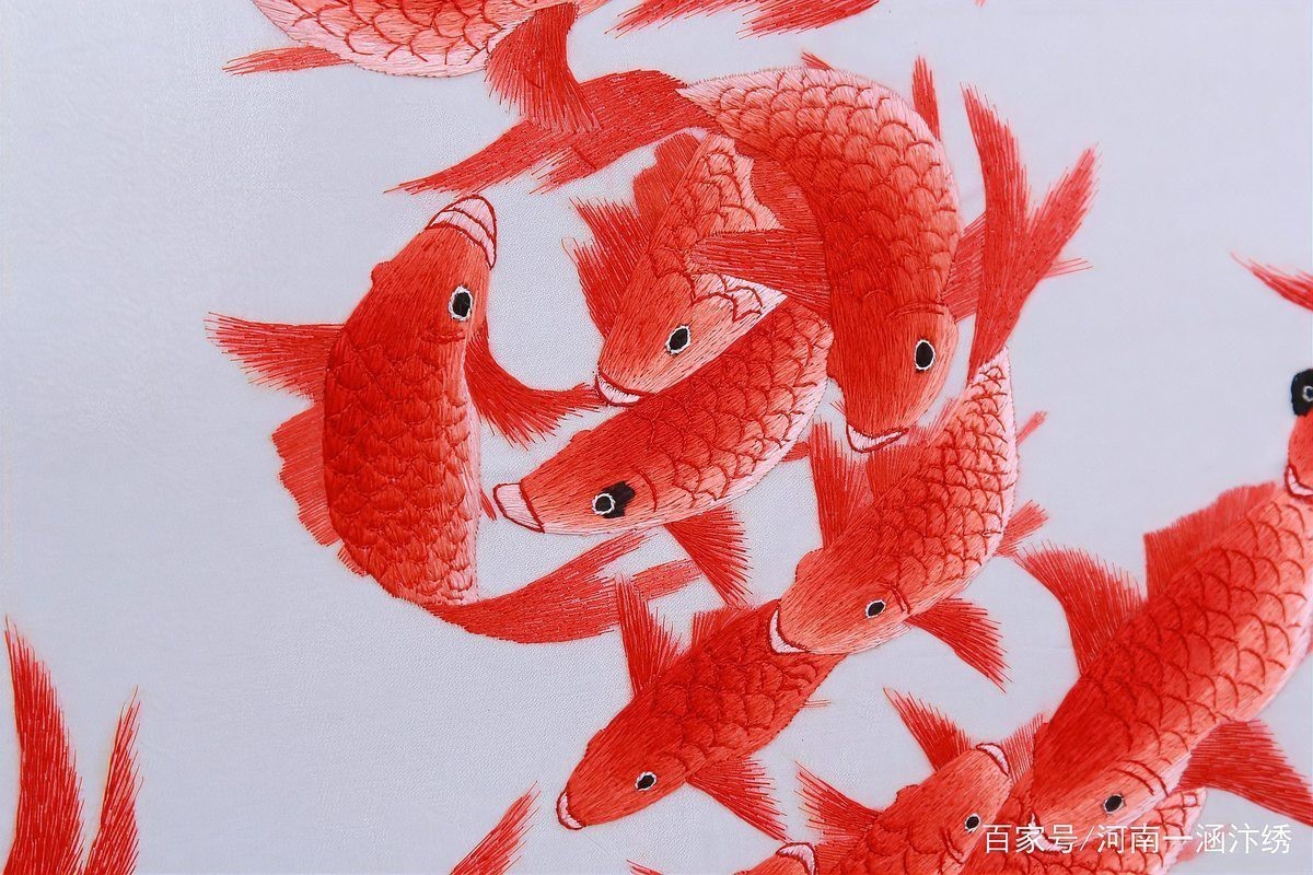 龍魚送人有什么講究【龍魚饋贈有哪些講究】