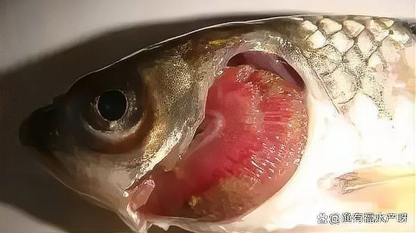 如何預(yù)防龍魚鰓蓋爛掉？【龍魚鰓蓋爛掉如何治療？】