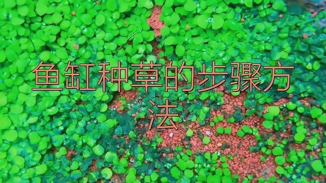 過(guò)背金龍魚缸水草種植步驟【過(guò)背金龍魚缸水草種植基本步驟】 過(guò)背金龍魚缸水草種植步驟【過(guò)背金龍魚缸水草種植基本步驟】 龍魚百科 第1張