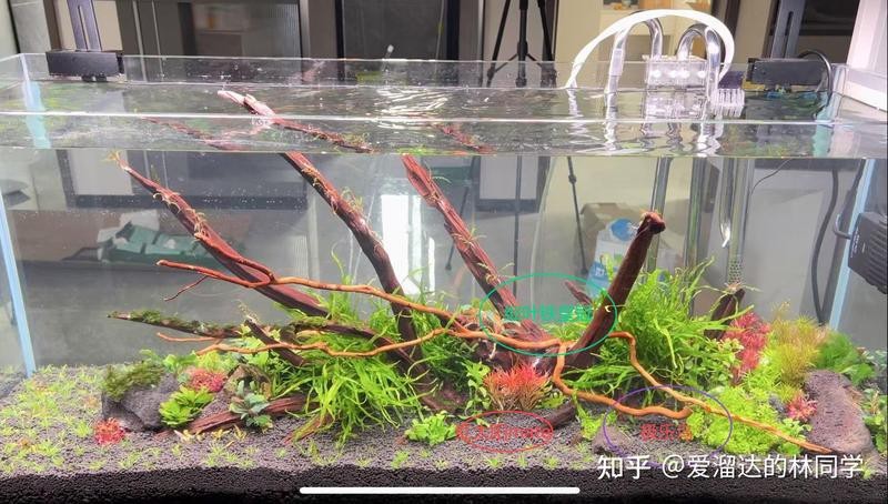 過(guò)背金龍魚缸水草種植步驟【過(guò)背金龍魚缸水草種植基本步驟】 過(guò)背金龍魚缸水草種植步驟【過(guò)背金龍魚缸水草種植基本步驟】 龍魚百科 第7張