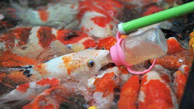 批發魚的都是在哪進貨【活魚批發市場進貨渠道全攻略】