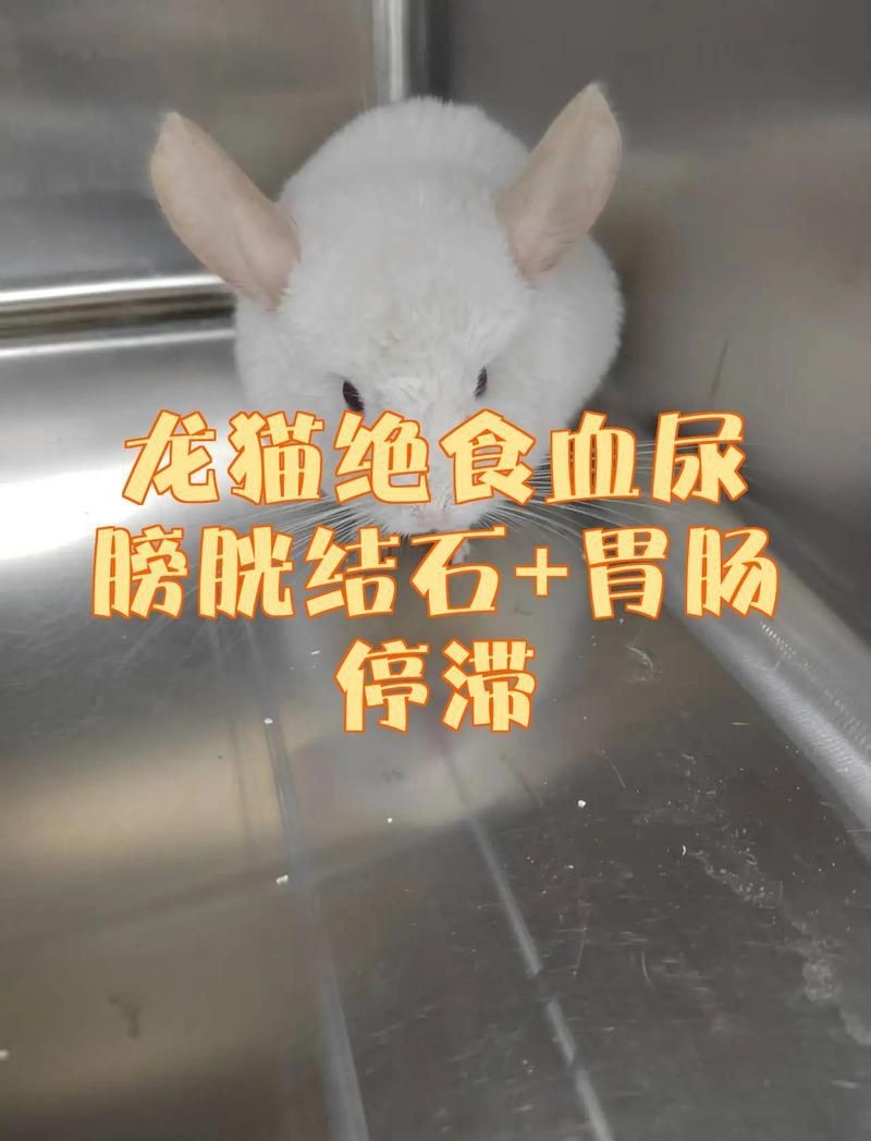 龍貓會(huì)有先天性疾病嗎【龍貓是否會(huì)有先天性疾病】 龍貓會(huì)有先天性疾病嗎【龍貓是否會(huì)有先天性疾病】 龍魚(yú)百科 第8張