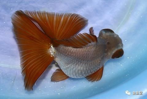 金魚產卵后可以不管嗎【金魚產卵后不能不管**，若放任不管，可能會面臨諸多問題】