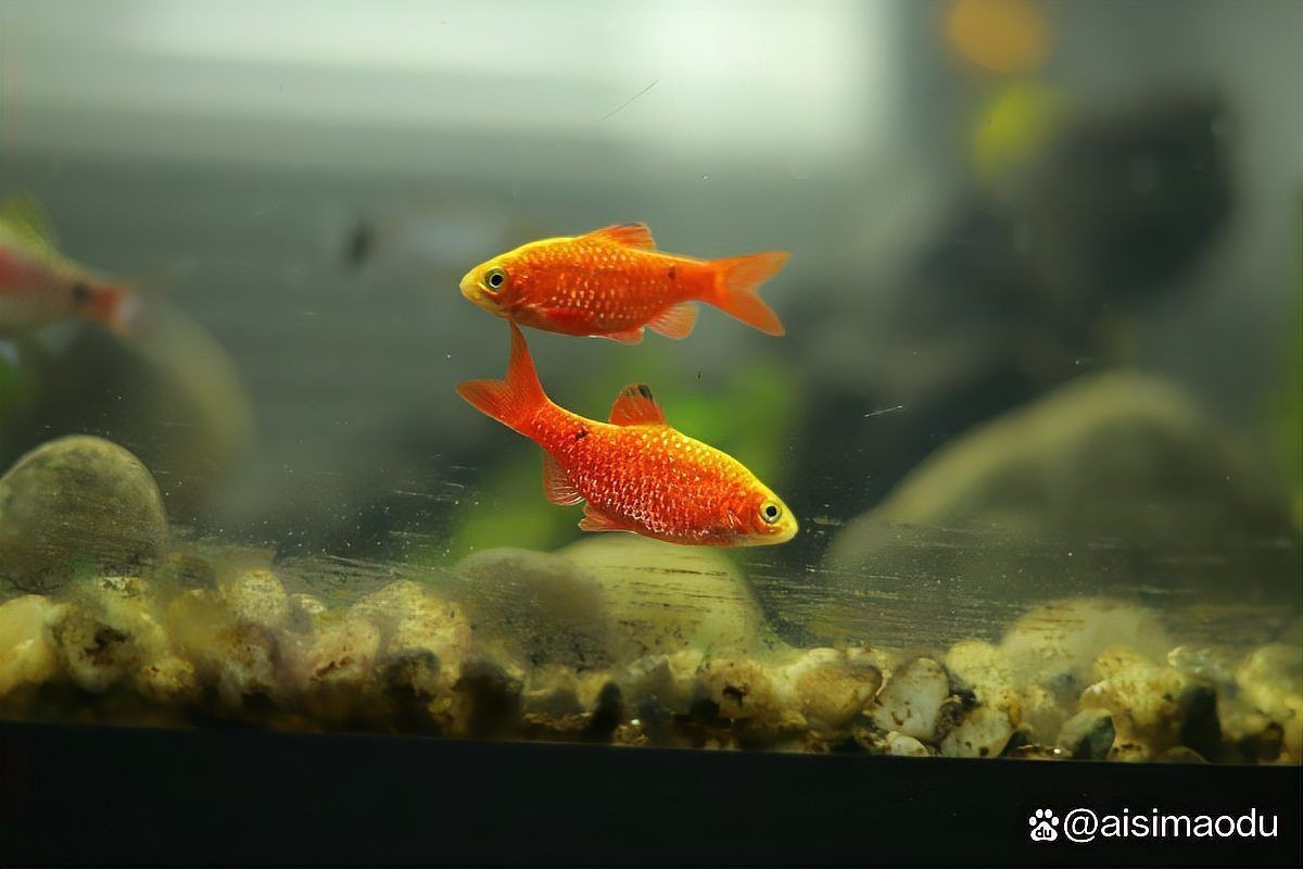 金魚產卵后可以不管嗎【金魚產卵后不能不管**，若放任不管，可能會面臨諸多問題】