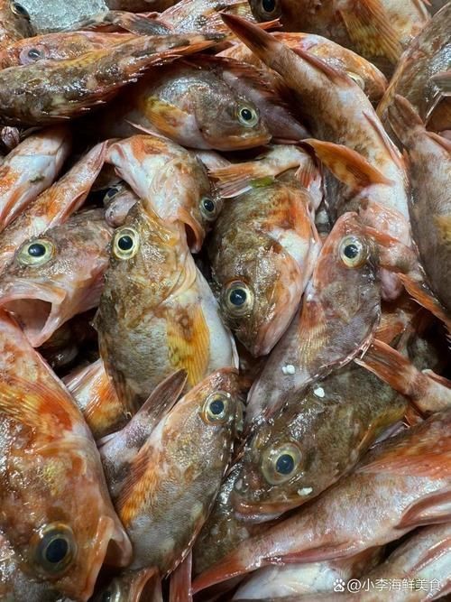 老虎魚(yú)的照片【《老虎魚(yú)照片背后的奇妙世界》**】