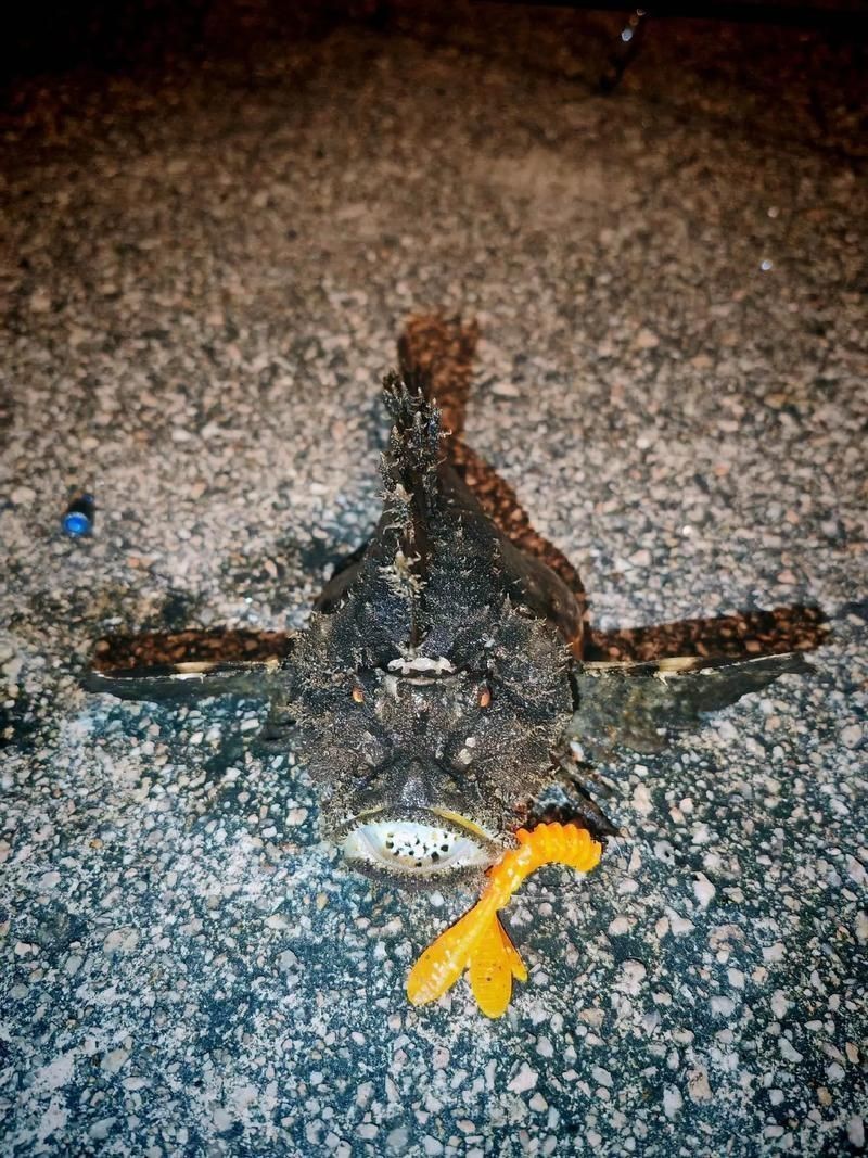 老虎魚(yú)的照片【《老虎魚(yú)照片背后的奇妙世界》**】