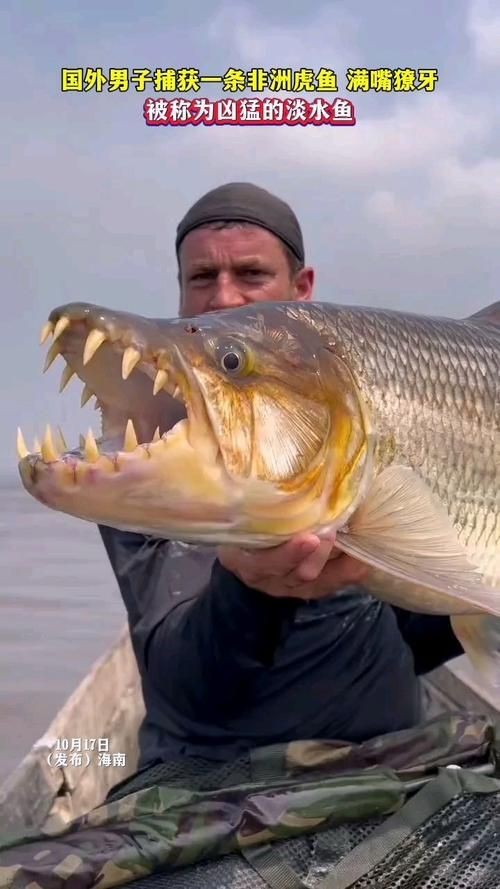 老虎魚(yú)的照片【《老虎魚(yú)照片背后的奇妙世界》**】