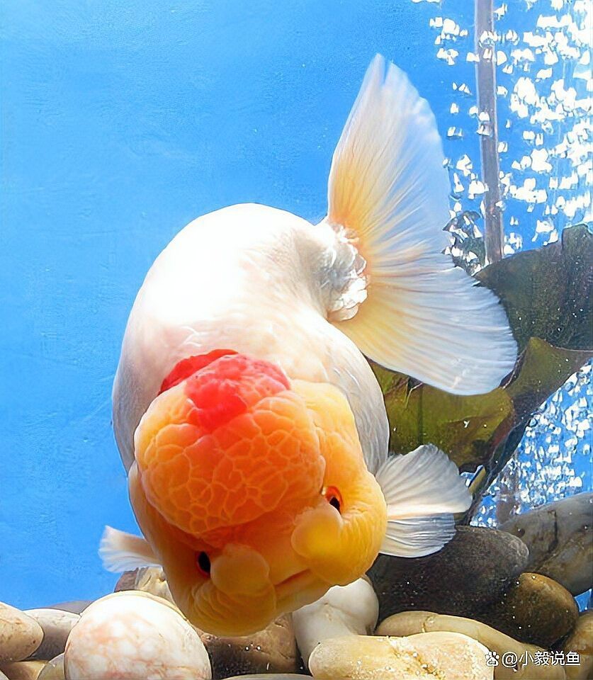 水族專用鹽有哪幾種怎么用【水族專用鹽的使用方法】