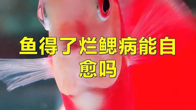 龍魚(yú)鰓蓋腐爛后還能恢復(fù)嗎？【龍魚(yú)鰓蓋腐爛會(huì)自愈嗎】