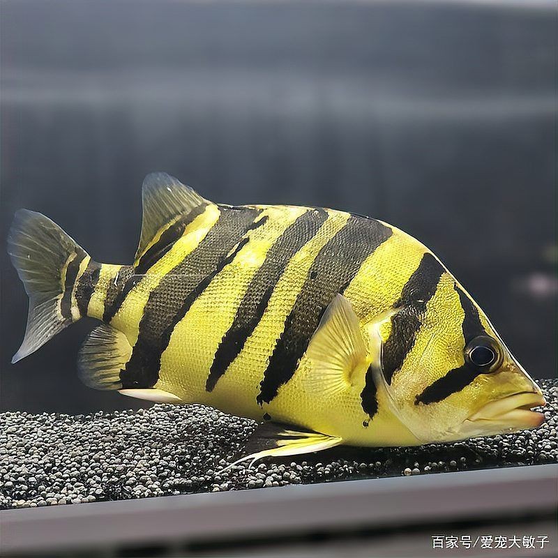 虎紋銀板魚養幾條好【虎紋銀板魚一般養幾條好，虎魚一般養幾條好,愛寵大敏子】