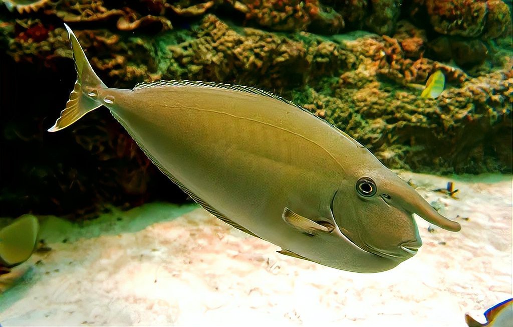 單角鼻魚2024年市場行情【《單角鼻魚2024年市場行情》】