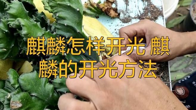 金龍珠麟全亮最簡單三個步驟【《金龍珠麟全亮最簡單三個步驟》**】
