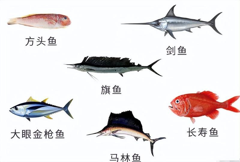 三刀紅魚的毒性有多強【\