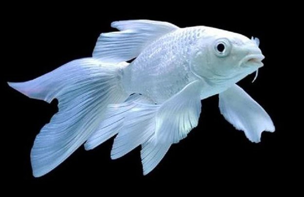 最適合蝴蝶鯉的工具魚【養蝴蝶鯉總養不活老魚友的5字訣】