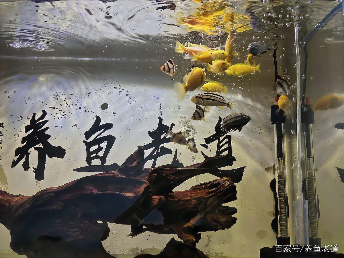 最適合蝴蝶鯉的工具魚【養蝴蝶鯉總養不活老魚友的5字訣】