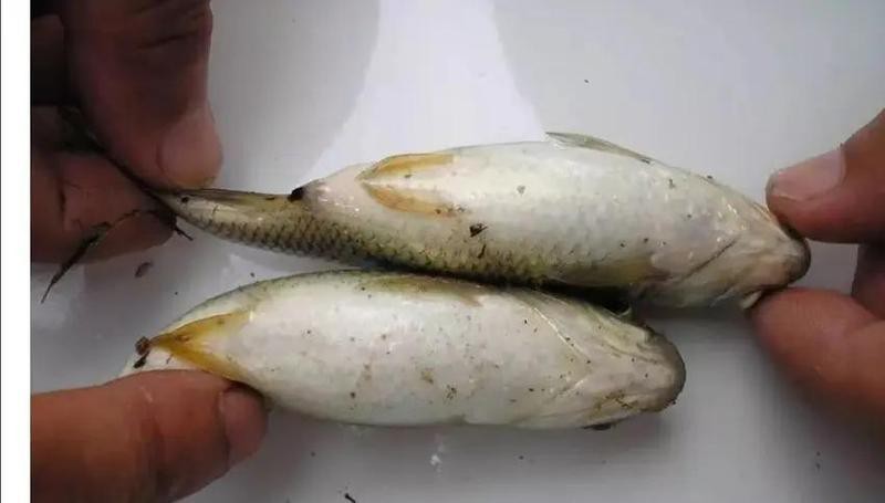雷龍魚腸炎多久會死【雷龍魚得了腸炎怎么辦】