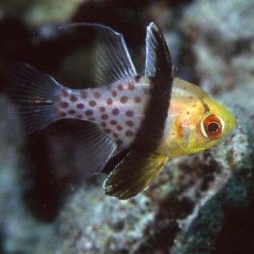 玫瑰斑魚是什么魚【新春走基層】海中“紅玫瑰”如何“游進”千家萬戶央廣網】 玫瑰斑魚是什么魚【新春走基層】海中“紅玫瑰”如何“游進”千家萬戶央廣網】 龍魚百科 第5張