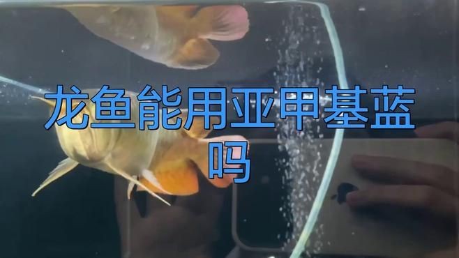 黑鱗龍魚適合用什么藥物？【養魚大全龍魚能用亞甲基藍嗎】