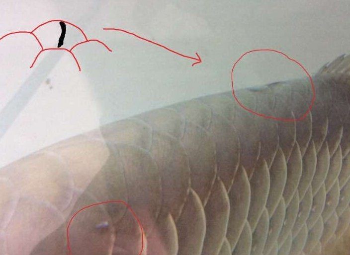 黑鱗龍魚適合用什么藥物？【養魚大全龍魚能用亞甲基藍嗎】