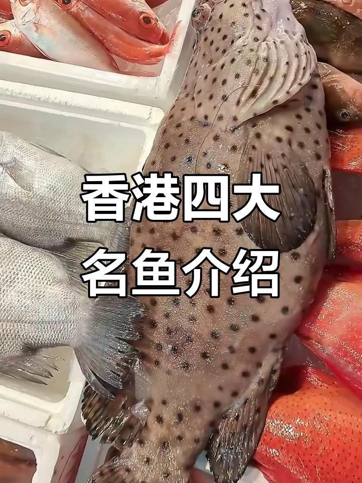 四大名魚【香港四大名魚大揭秘】