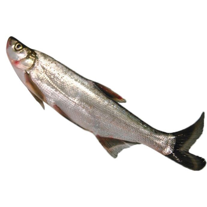 四大名魚【香港四大名魚大揭秘】