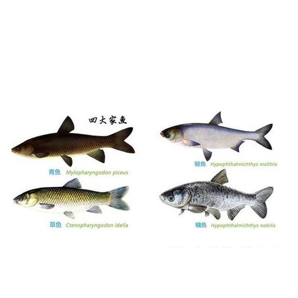 <strong><mark>佛山</mark></strong>十一龍魚的來源可靠嗎（<strong><mark>佛山</mark></strong>十一龍魚來源可靠嗎？）