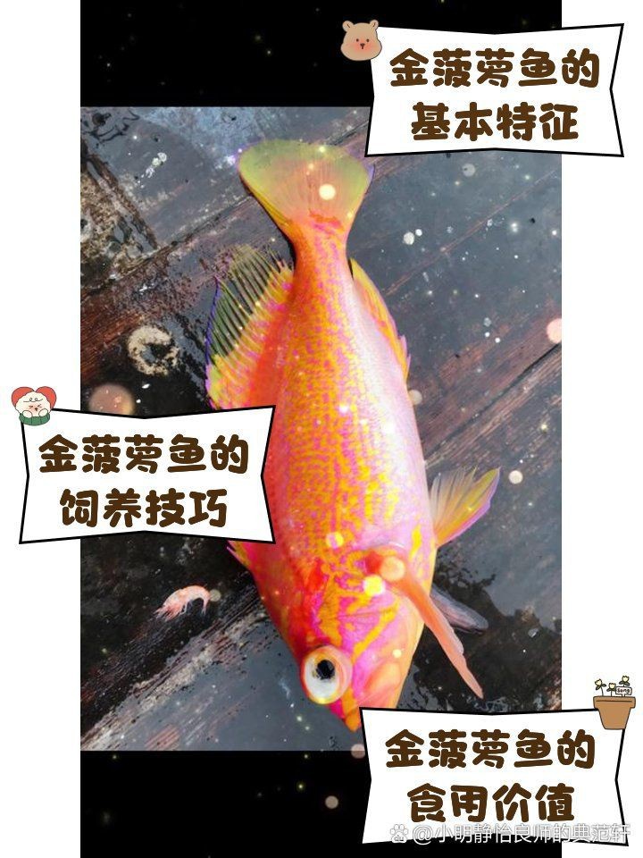 金菠蘿魚學名【廣東人超愛的金菠蘿魚,廣東人超愛的金菠蘿魚你嘗過嗎】