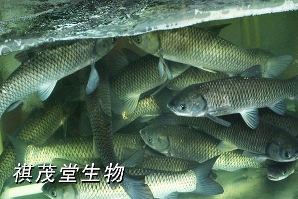 魚身上滲血是什么病【觀賞魚身上滲血是什么原因?qū)е碌聂~體滲血是什么病】