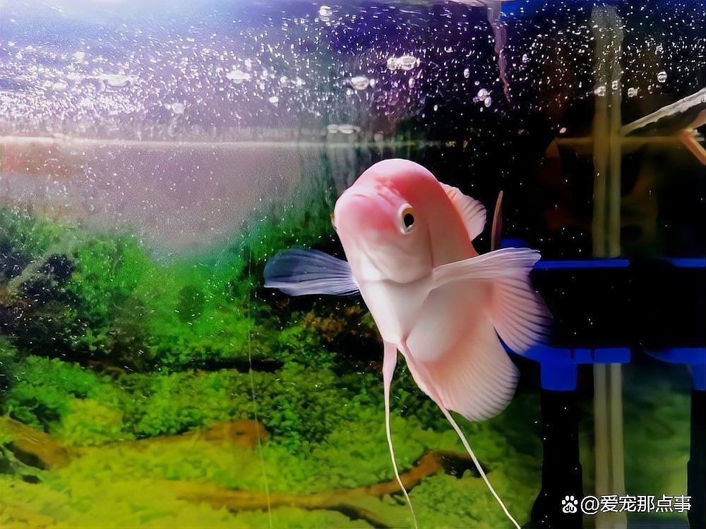 魚身上滲血是什么病【觀賞魚身上滲血是什么原因?qū)е碌聂~體滲血是什么病】