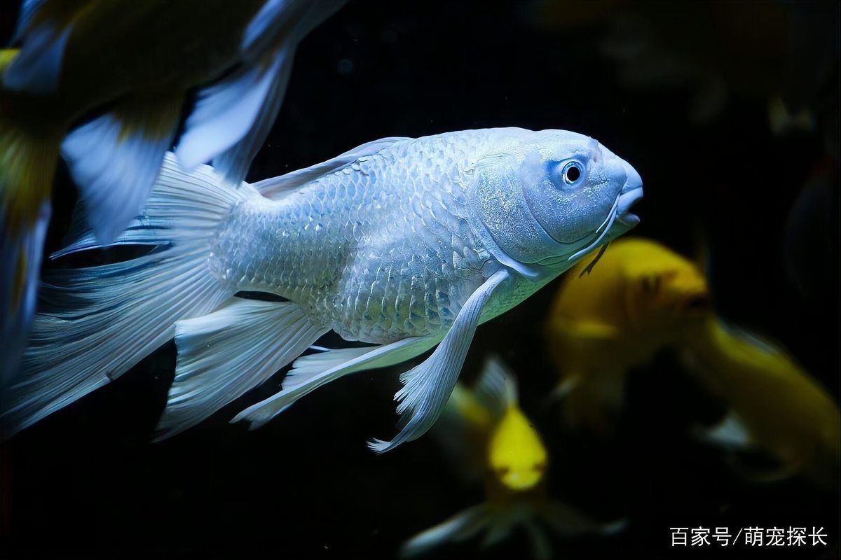 魚身上滲血是什么病【觀賞魚身上滲血是什么原因?qū)е碌聂~體滲血是什么病】