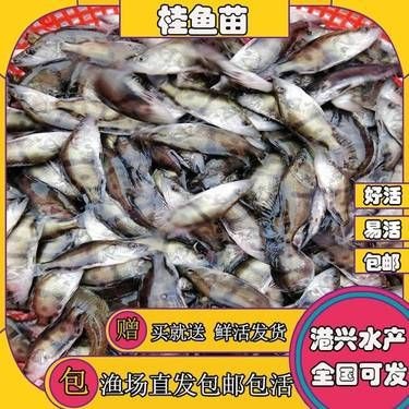 縉云漁苗價格表2023最新【縉云縣2023年漁苗市場價格分析與產業發展報告】