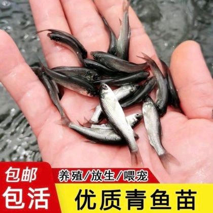 縉云漁苗價(jià)格表2023最新【縉云縣2023年漁苗市場(chǎng)價(jià)格分析與產(chǎn)業(yè)發(fā)展報(bào)告】